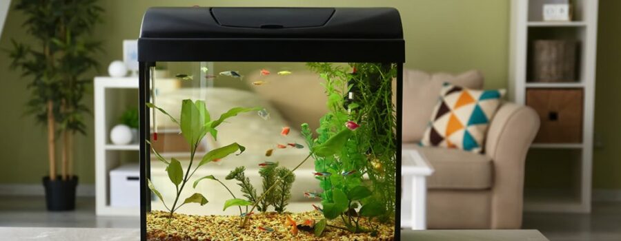 Kesalahan yang umum dilakukan oleh pemelihara ikan pemula