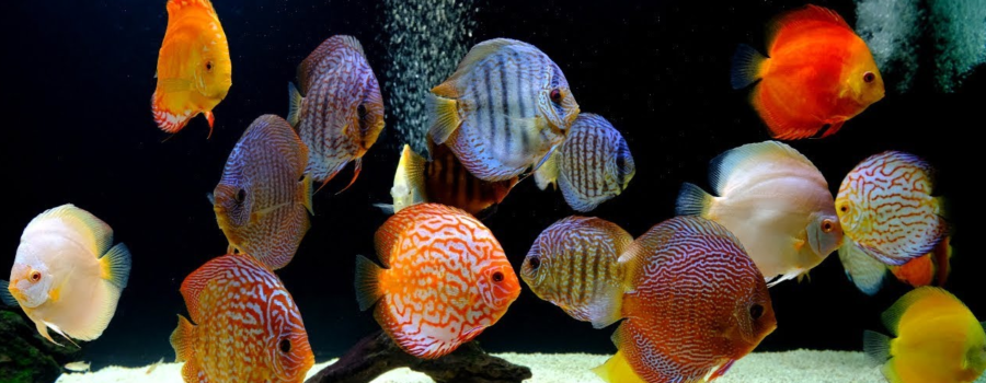 Tips Penanganan Ikan saat Mati Listrik