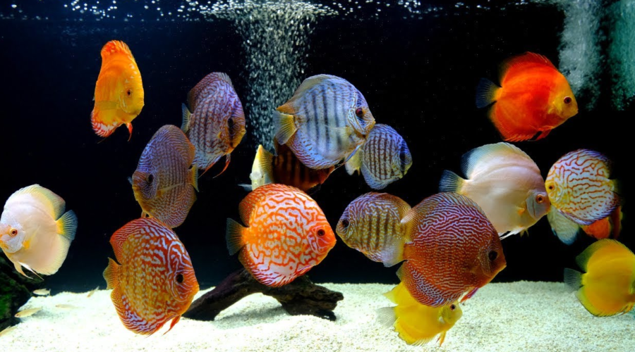 Tips Penanganan Ikan saat Mati Listrik