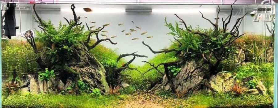 Tips Penting Cara Memelihara Ikan bagi pemula