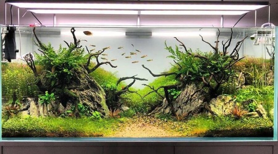 Tips Penting Cara Memelihara Ikan bagi pemula